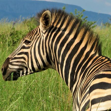 African Hills Safari Lodge & Spa ماغاليسبورغ المظهر الخارجي الصورة