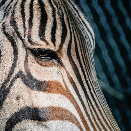 African Hills Safari Lodge & Spa ماغاليسبورغ المظهر الخارجي الصورة