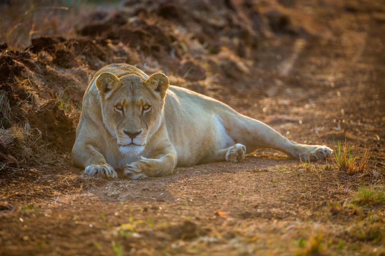 African Hills Safari Lodge & Spa ماغاليسبورغ المظهر الخارجي الصورة