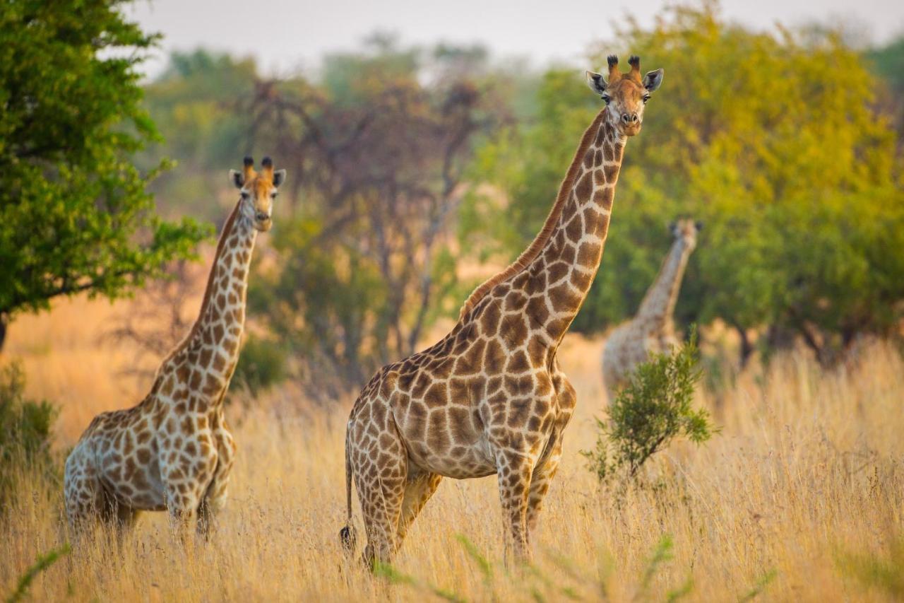 African Hills Safari Lodge & Spa ماغاليسبورغ المظهر الخارجي الصورة