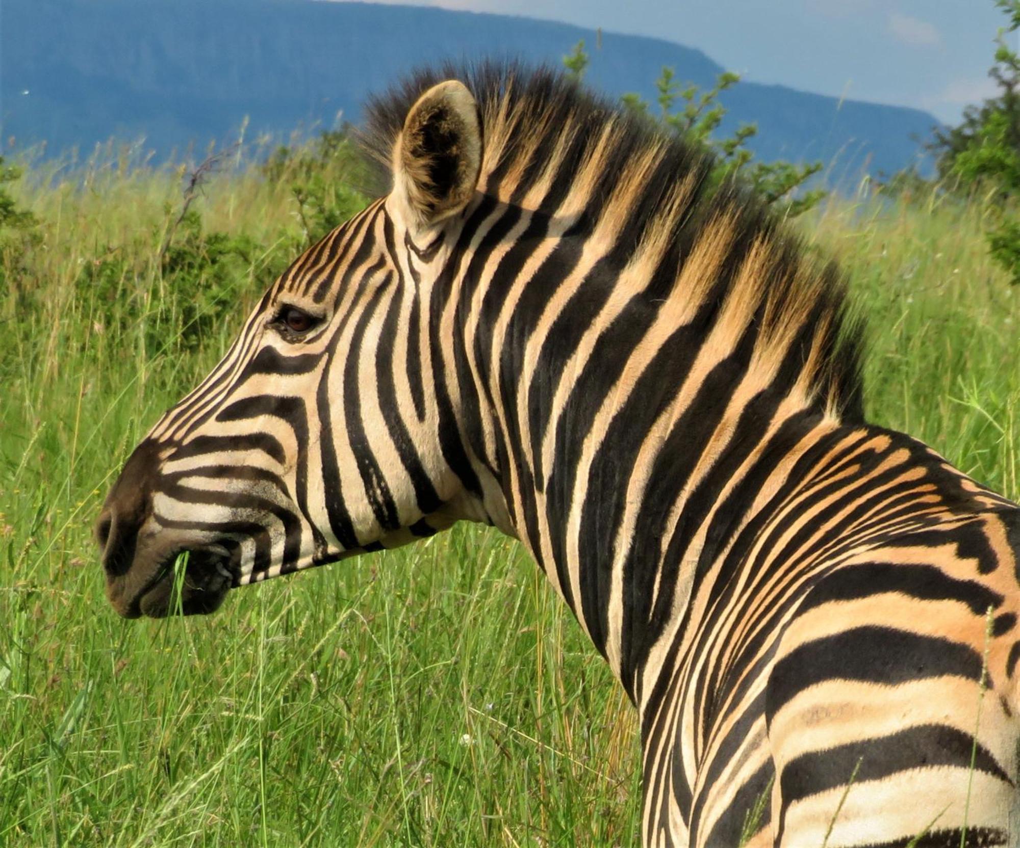 African Hills Safari Lodge & Spa ماغاليسبورغ المظهر الخارجي الصورة