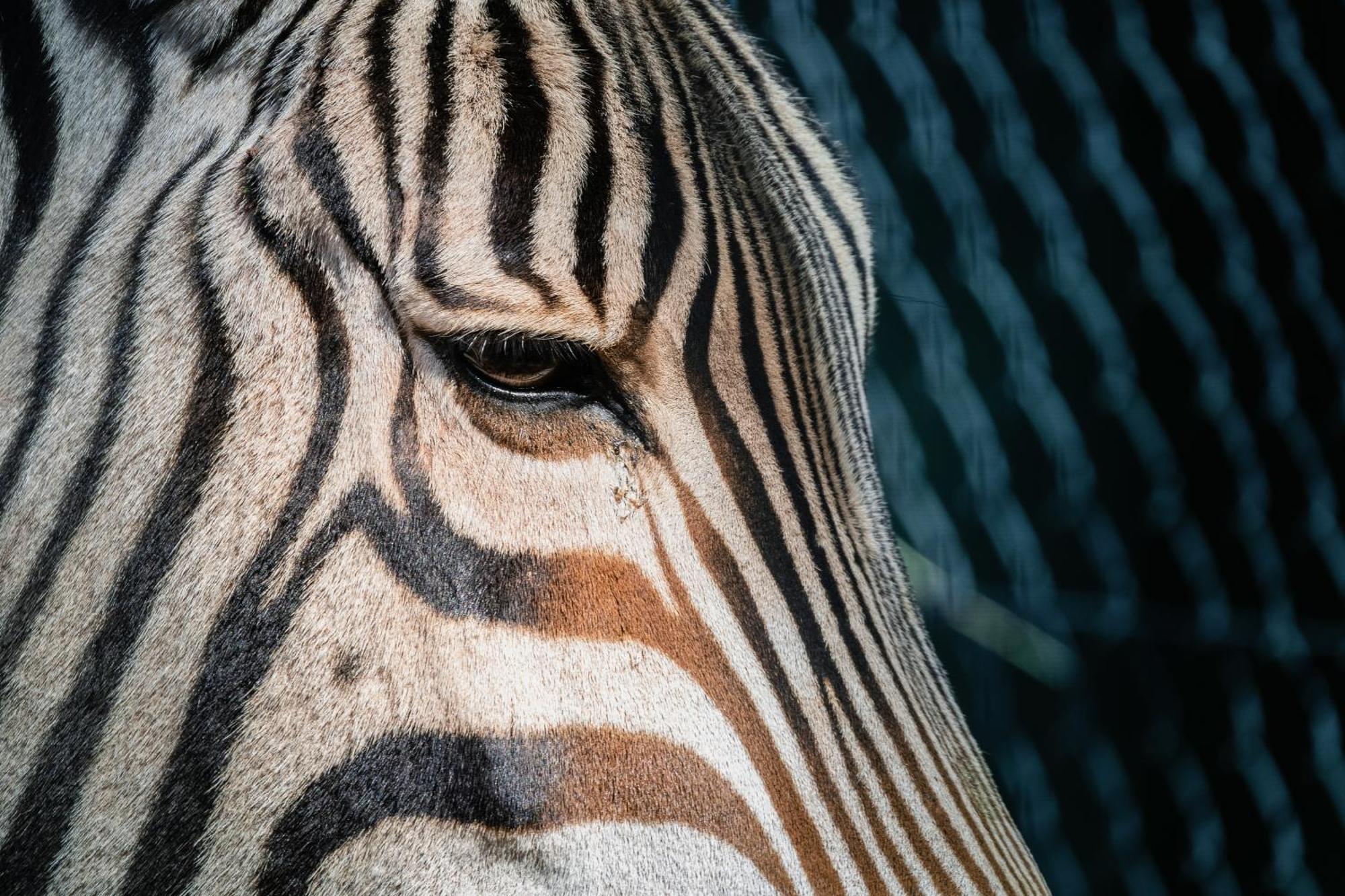 African Hills Safari Lodge & Spa ماغاليسبورغ المظهر الخارجي الصورة