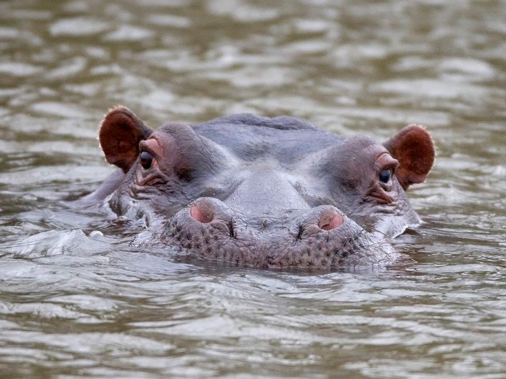 African Hills Safari Lodge & Spa ماغاليسبورغ المظهر الخارجي الصورة